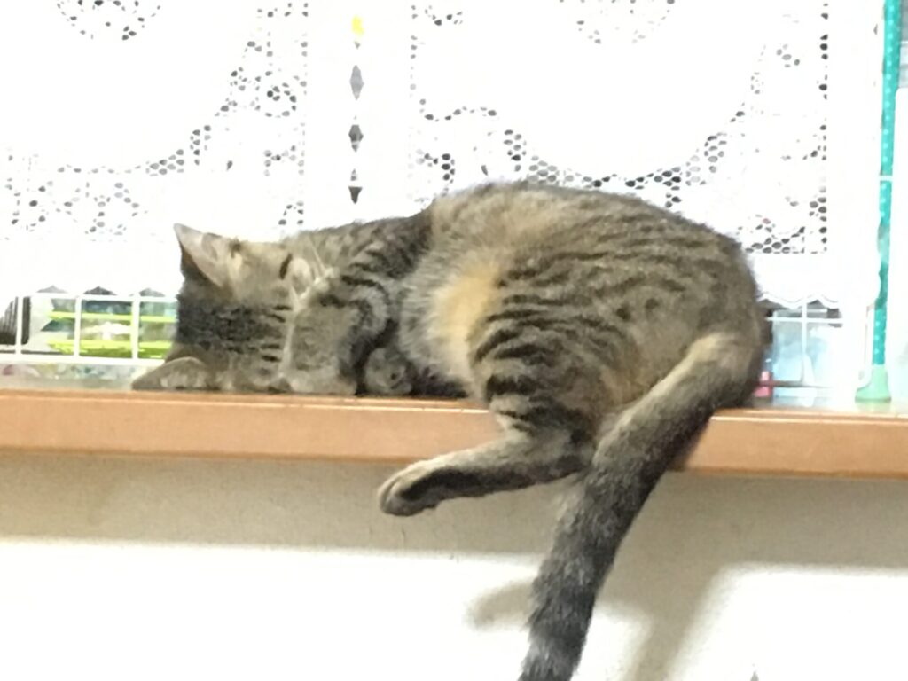 顔を隠して寝ている猫