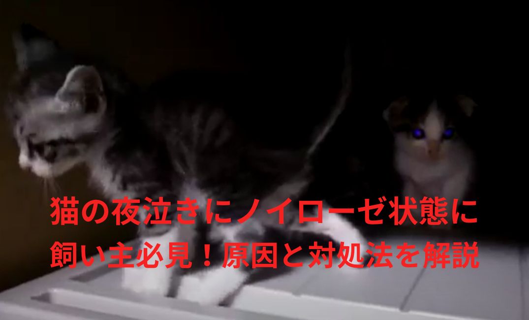 押し入れに二匹の子猫