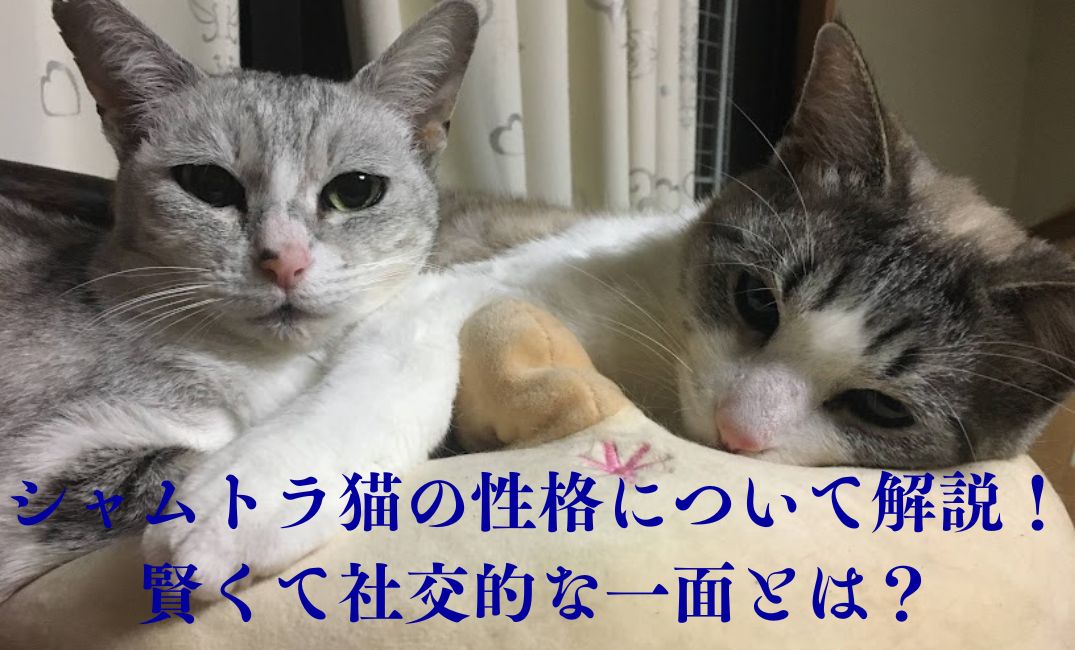 仲良くクッションで寝ている猫