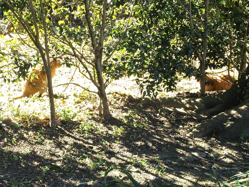 木陰で休んでいる二匹の猫