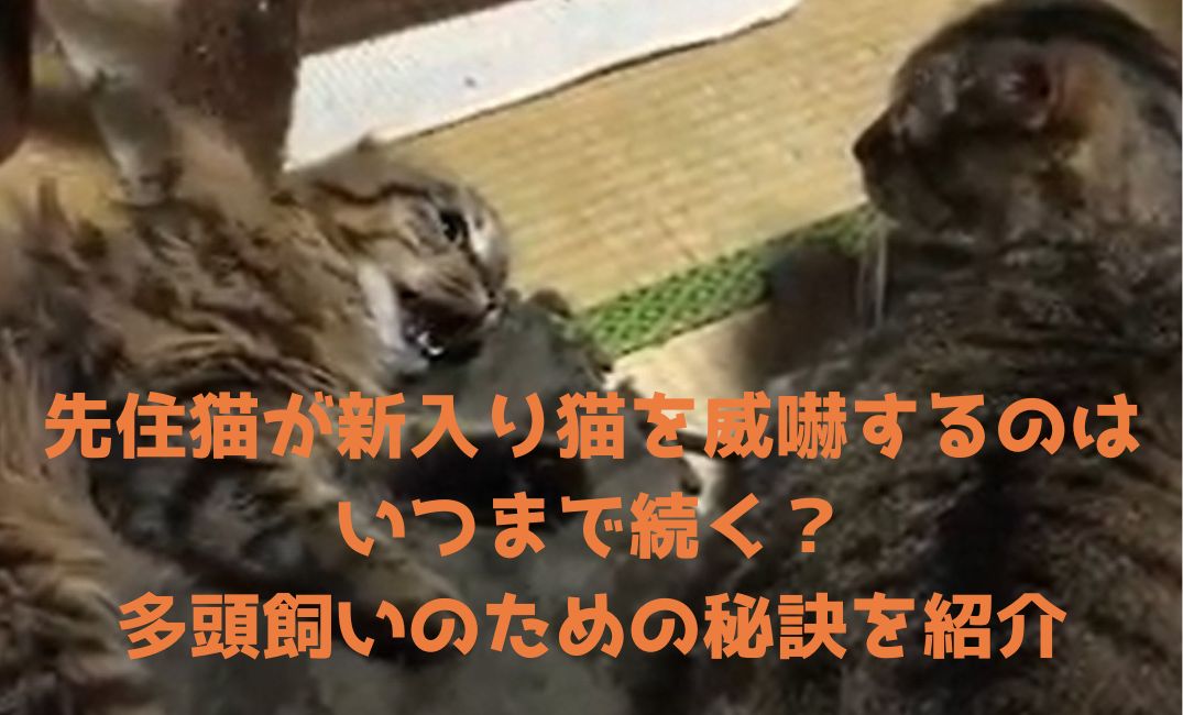 猫が威嚇している