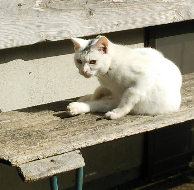 境内のベンチにいる猫