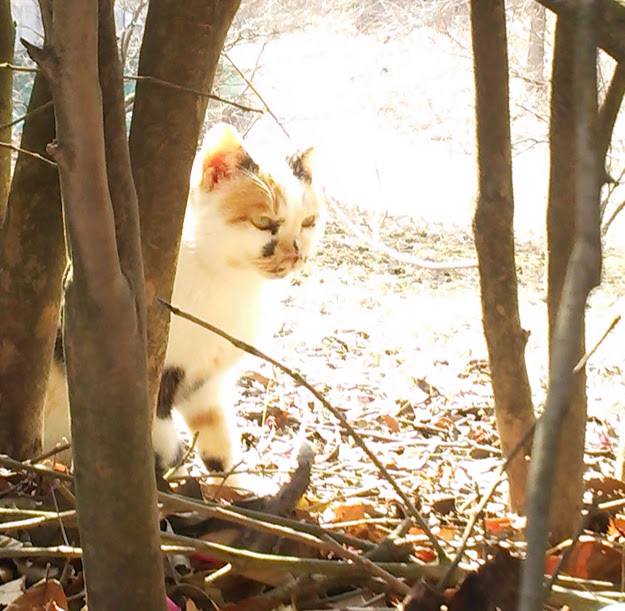 木の陰から見える猫