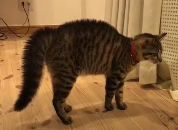 毛を逆立てている猫