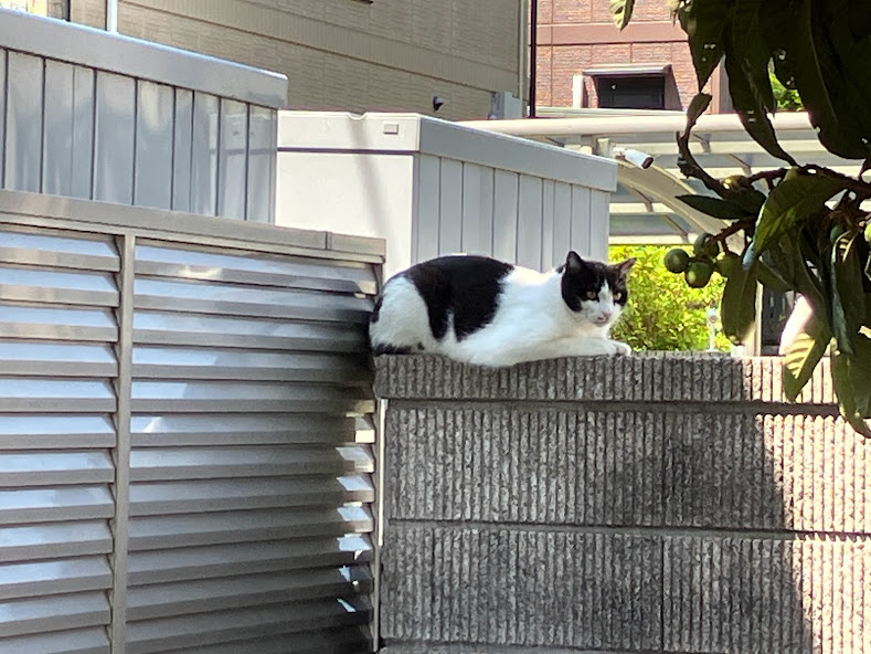 猫が塀の上にいる