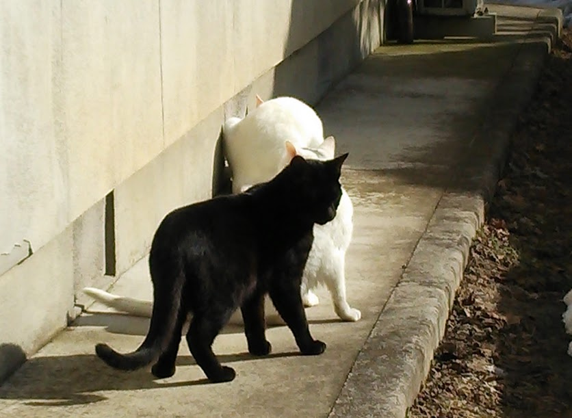 神社に三匹の猫がいる