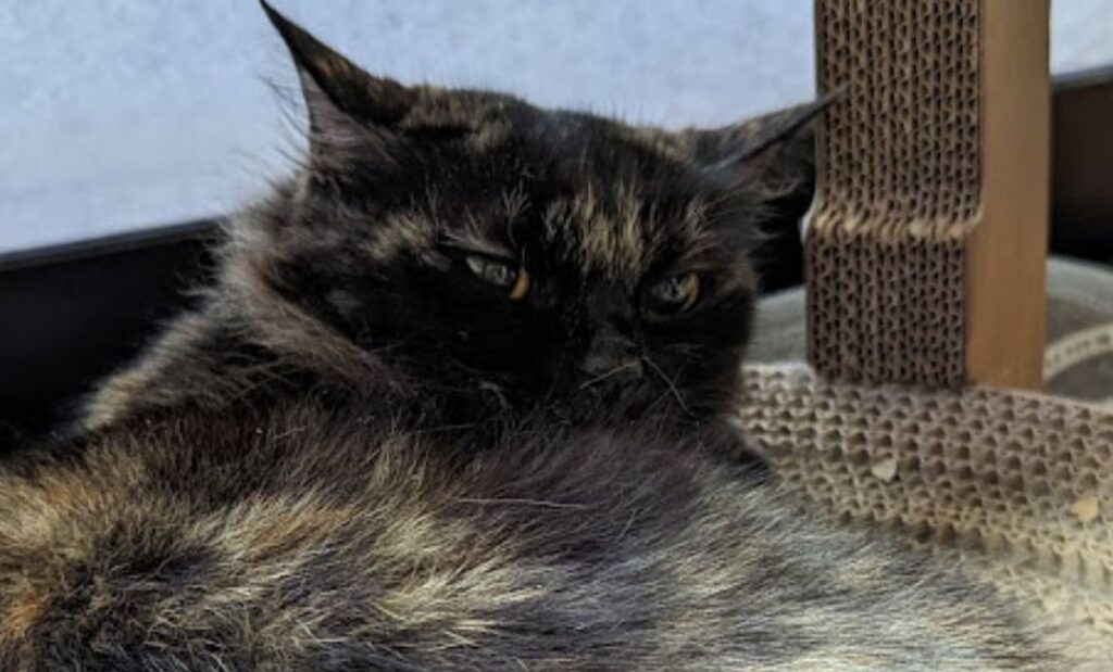 サビ猫の性格にギャップ萌え！実は甘えん坊な“隠れ人気猫”の真実 | mituketa