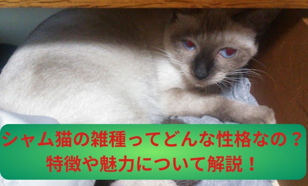 シャム猫の雑種の性格は悪い?飼いやすいのか特徴や魅力について解説! | mituketa