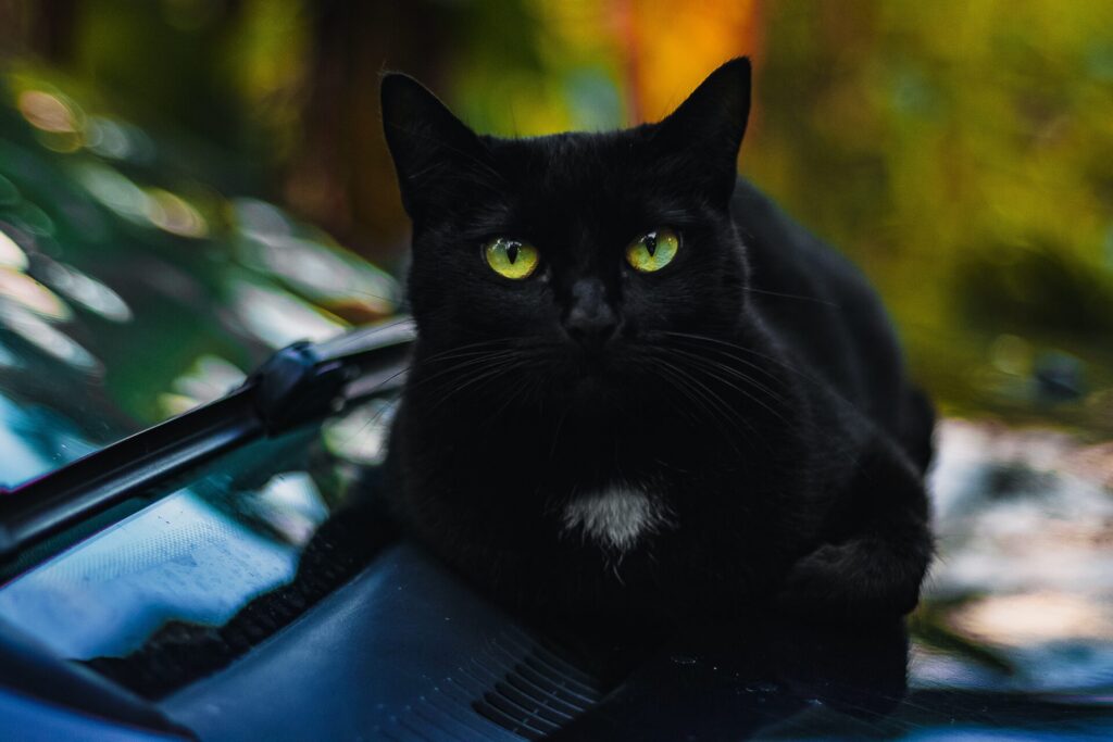 車の上でくつろぐ黒猫