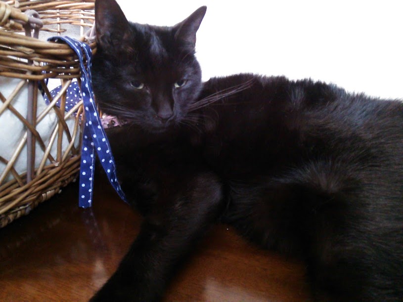 かごに寄りかかって寝ている黒猫