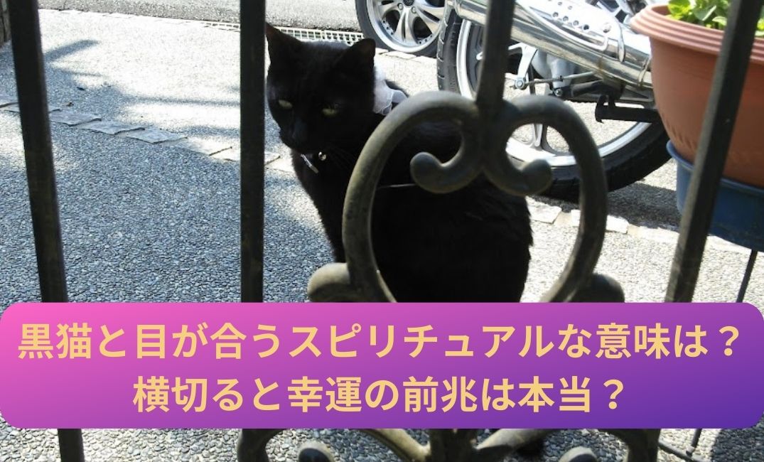 門の前にいる黒猫