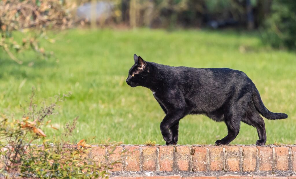 歩いている黒猫