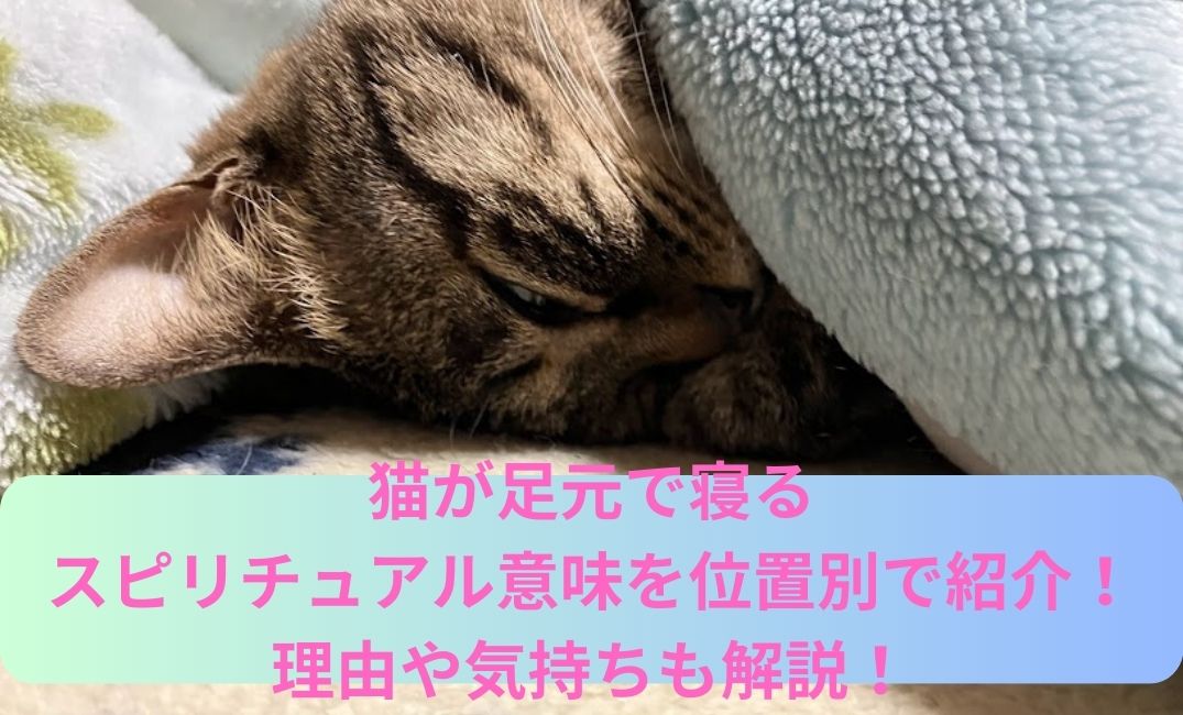 布団で寝る猫