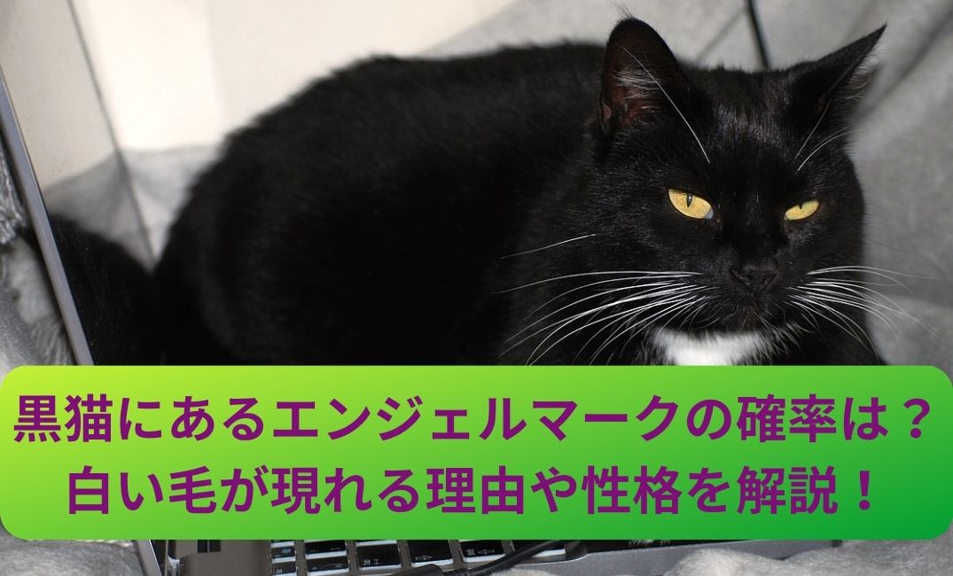 大きな黒猫がいる