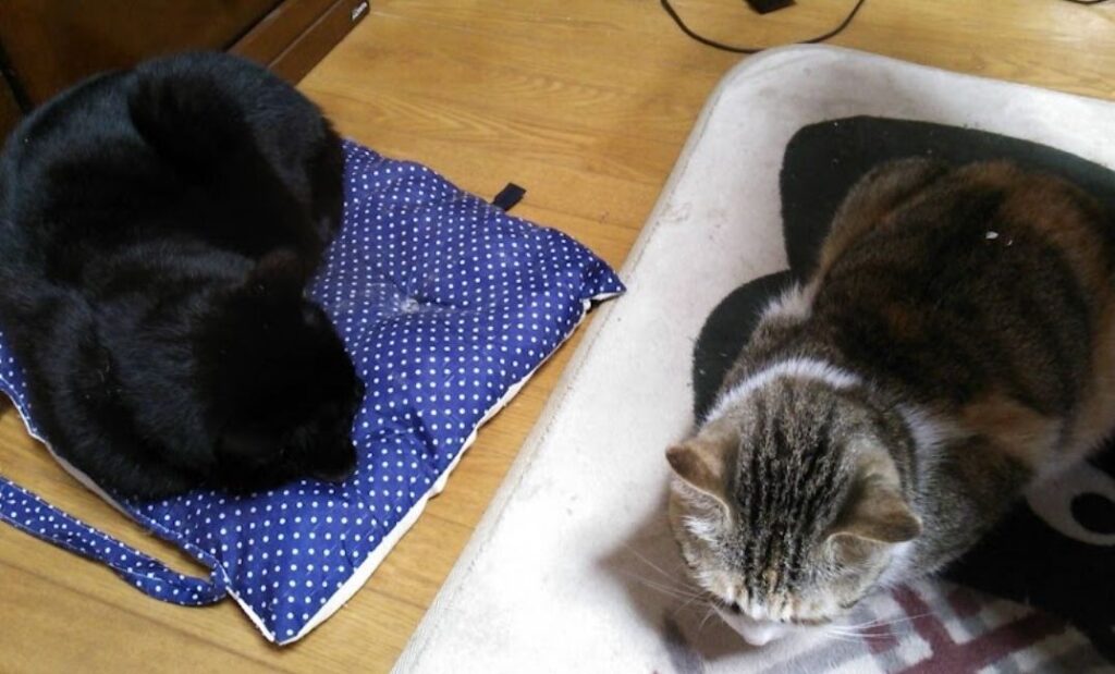 二匹の猫が近くで寝ている