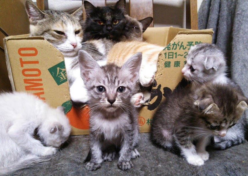 4匹の子猫と三匹の成猫