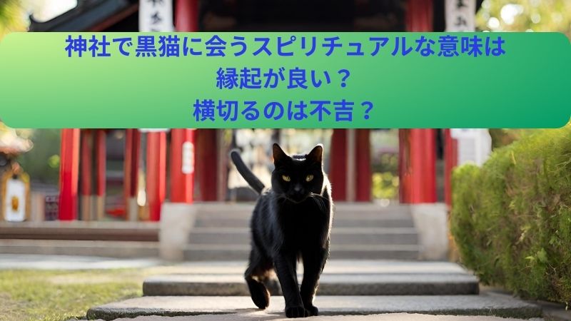 神社で黒猫が歩いている