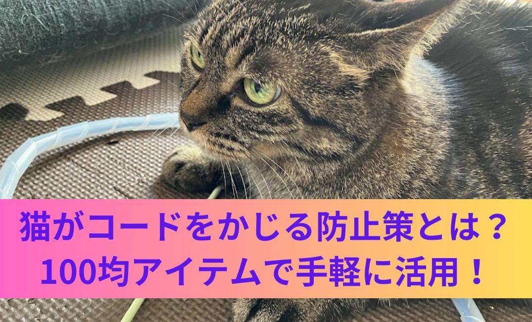 コードを掴んで遊ぼうとしている猫