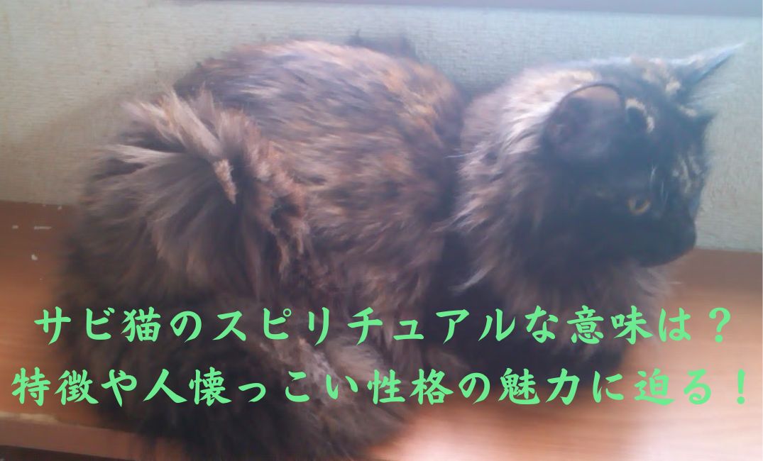 日向ぼっこしているサビ猫