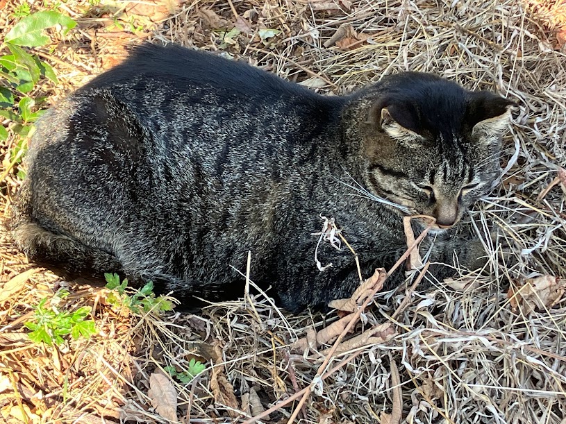 日向ぼっこしている野良猫