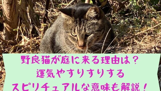 草むらにいる野良猫