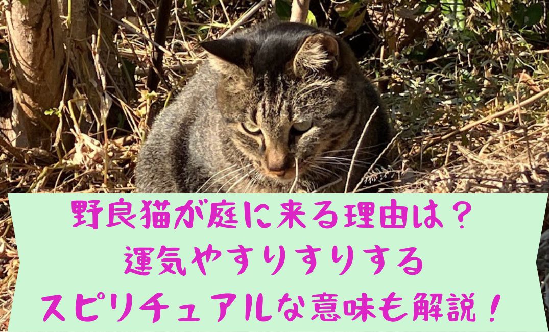 草むらにいる野良猫