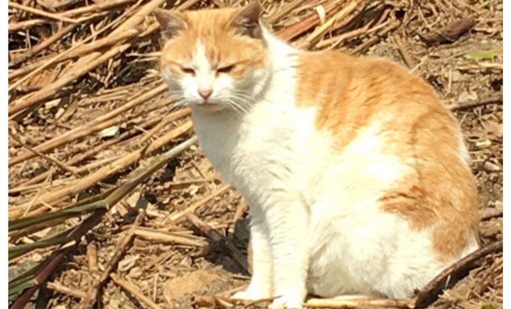 草むらに座っている野良猫