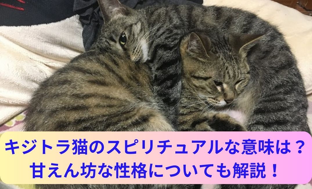 二匹の猫が丸くなって寝ている