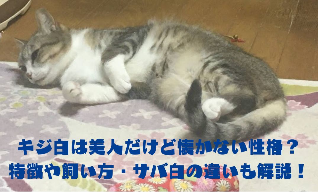 猫がリビングで寝転んでいる