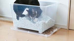 猫がトイレを使っている