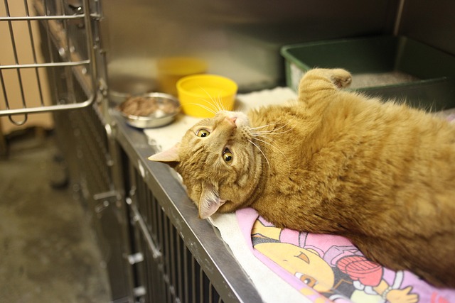 ケージの中で横になる猫