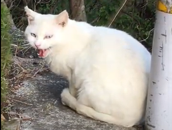 鳴いている野良猫