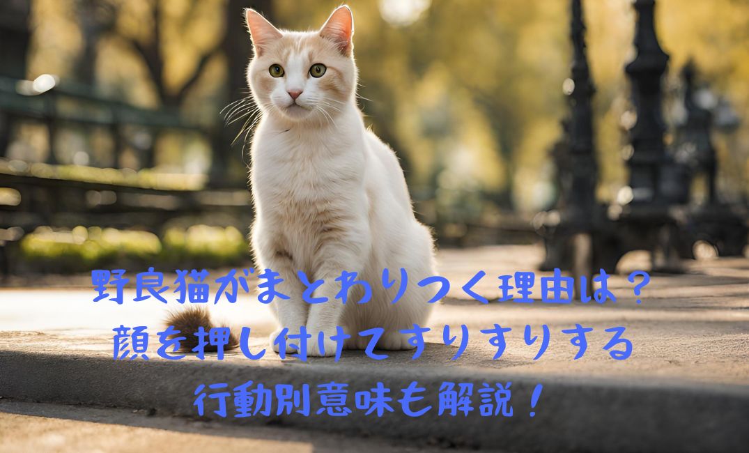 公園にいる野良猫