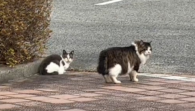 駐車場にいる二匹の猫