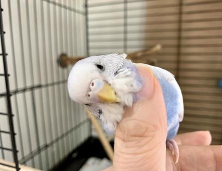 飼い主に甘えているセキセイインコ