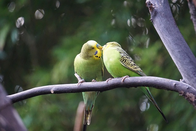 仲良しのインコ