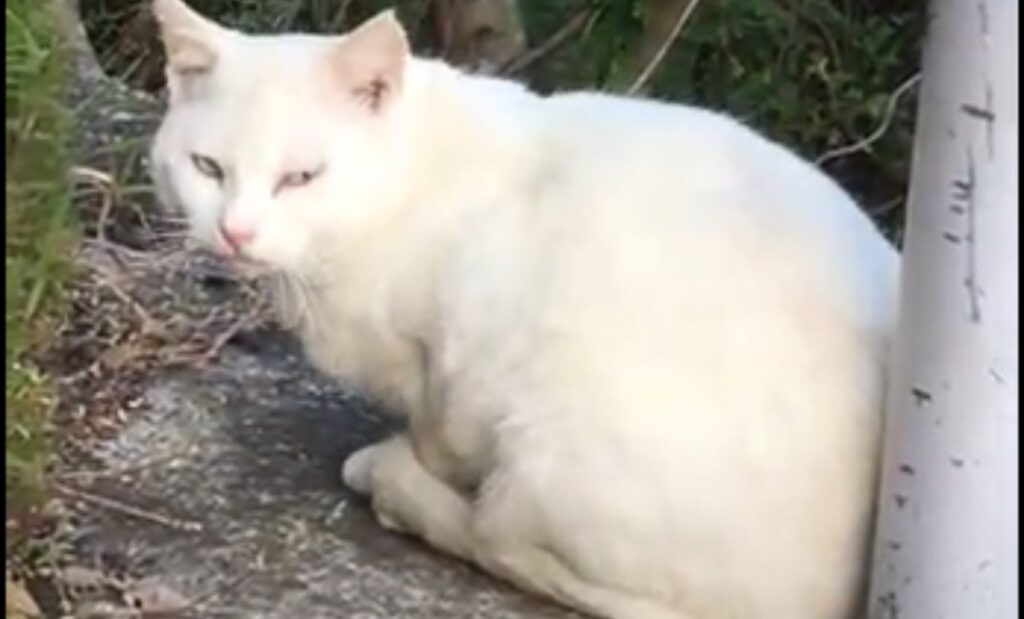 野良猫がこちらを見ている