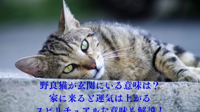 野良猫が寝転がっている