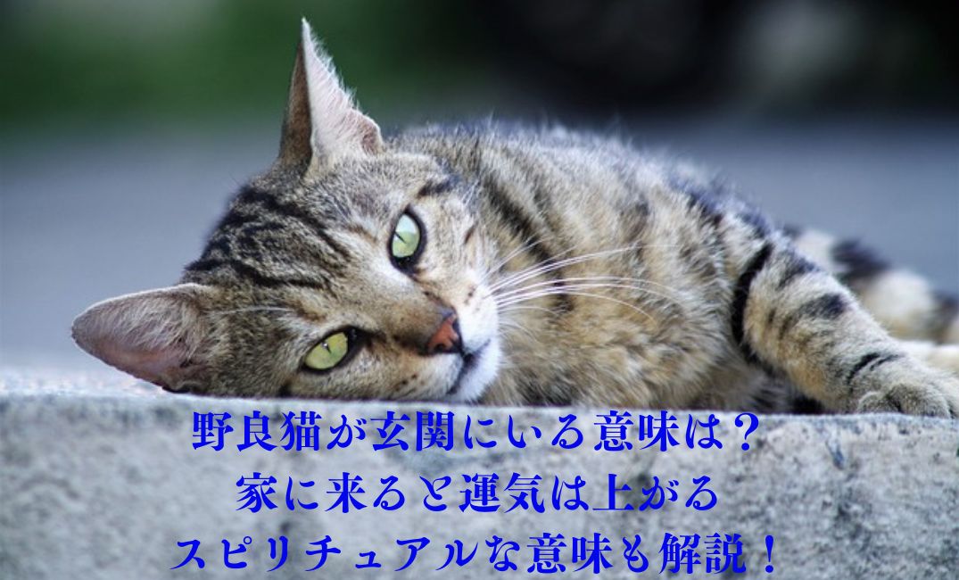 野良猫が寝転がっている