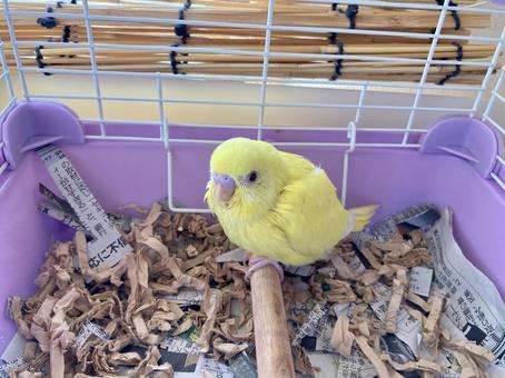 ケージの中にいるヒナのセキセイインコ