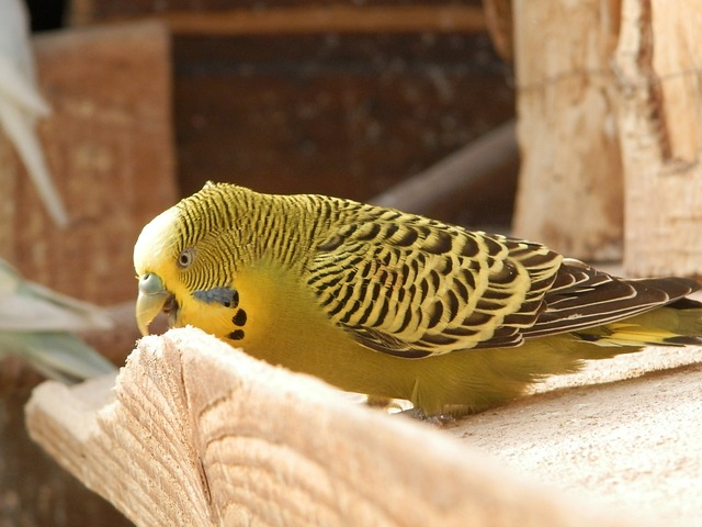 木をかじっているセキセイインコ