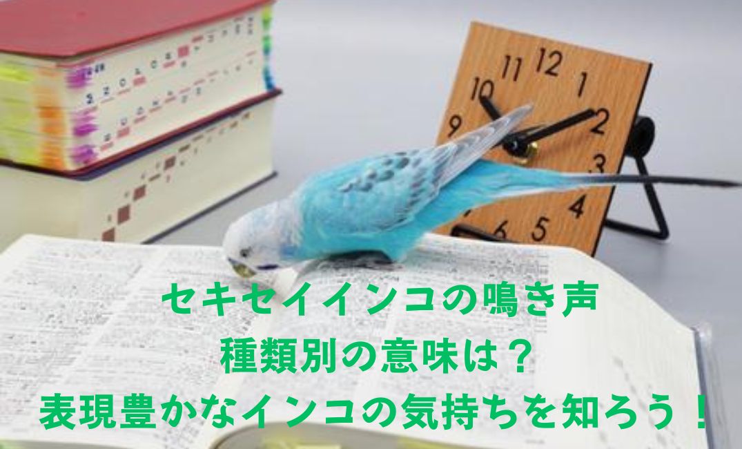 本を見ているセキセイインコ