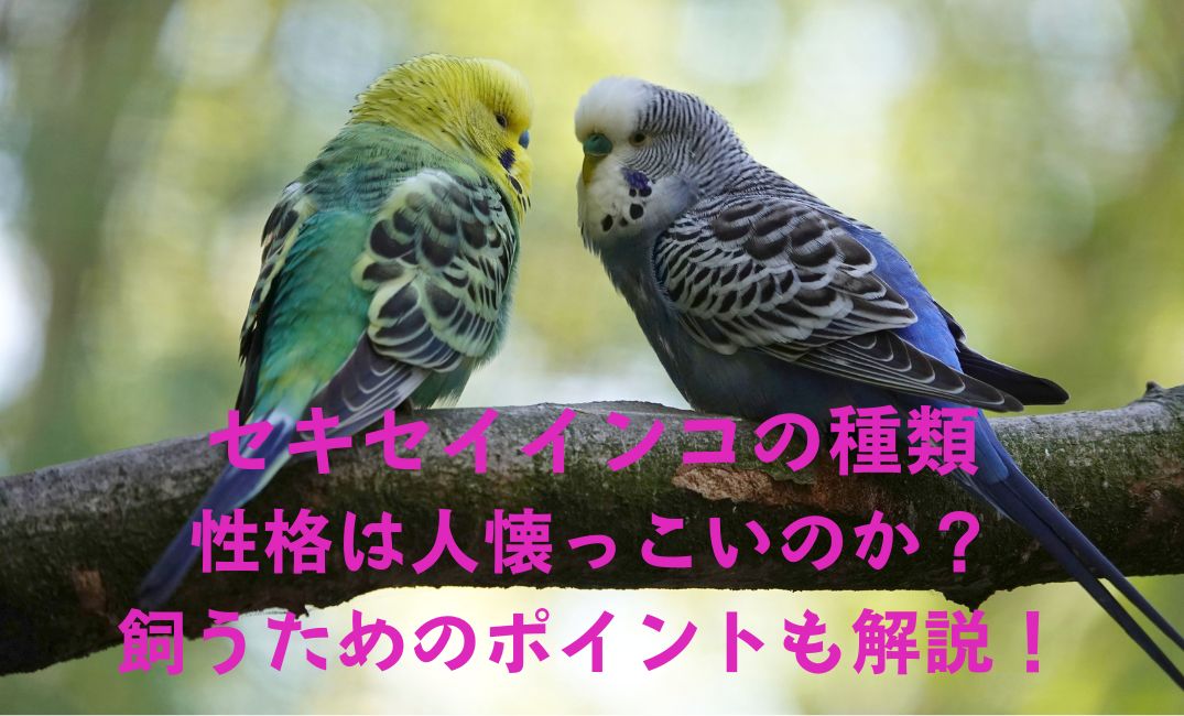 枝にとまるセキセイインコ