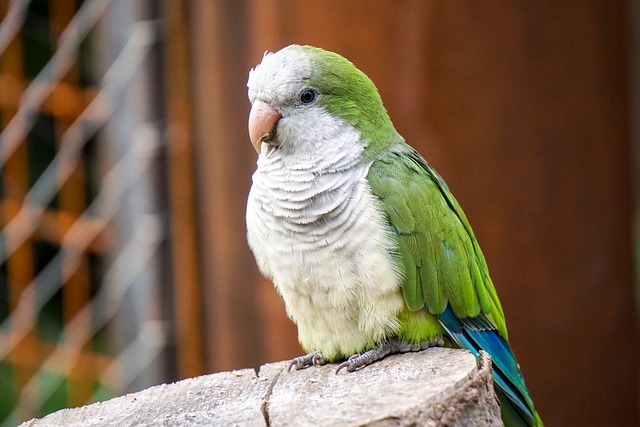 オキナインコ