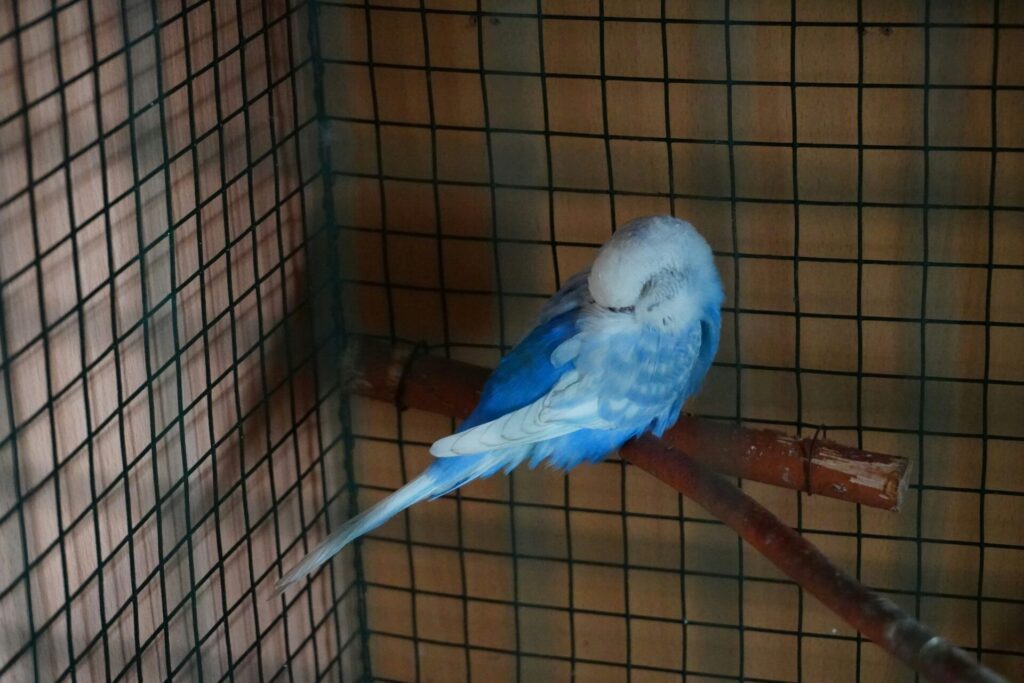 顔をうずめて寝ているインコ