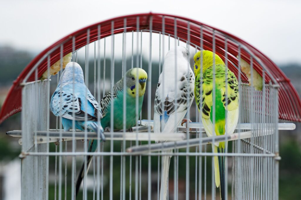 ケージに入っているパイドインコ