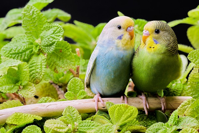 寄り添っている二羽のインコ