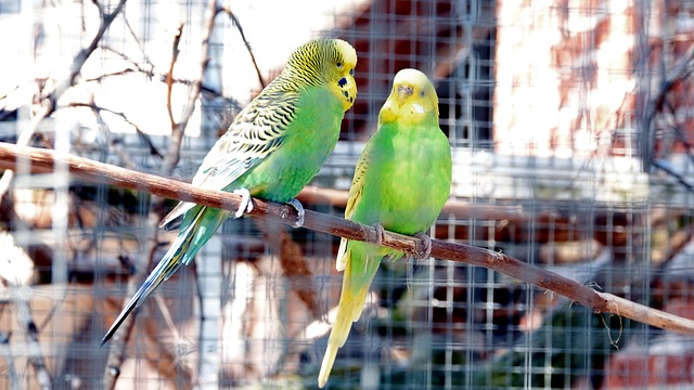 枝に止まる二羽のインコ