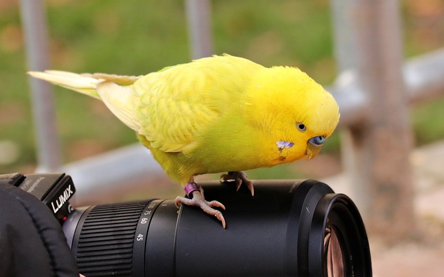 カメラに乗るウィングインコ