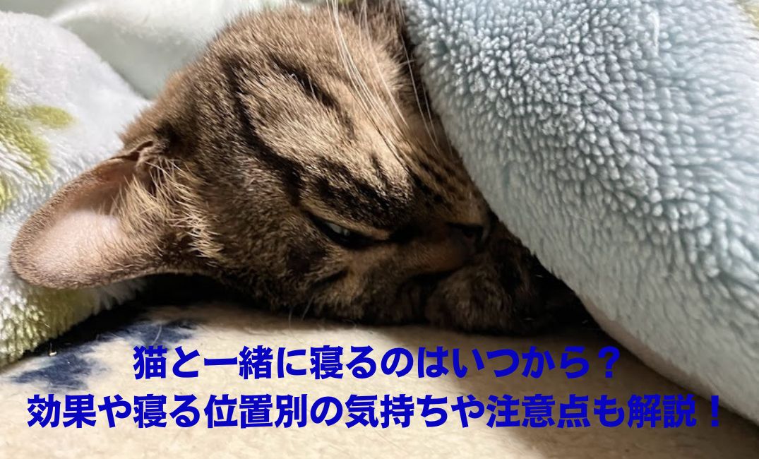 猫が布団で寝ている